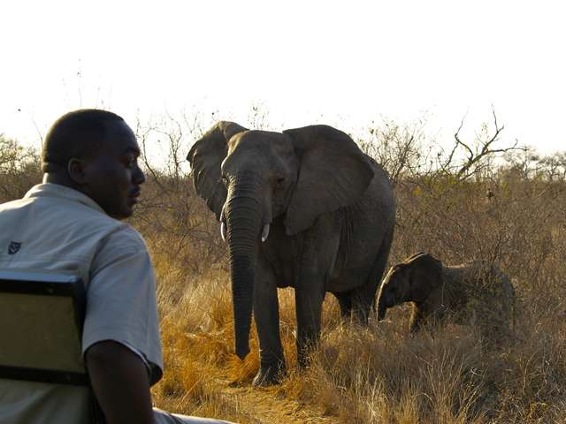 18 días en Sudáfrica - Blogs de Sudáfrica - Safari en el Kruger (25)
